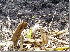 Everything killed by hogs yet life prevails