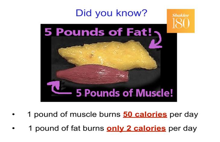 Muscle vs Fat
