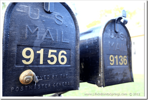 Snail_Mail_lifeinbonitasprings