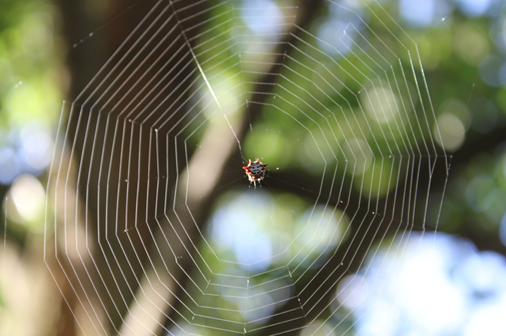 LifeinBonitaSprings.com_Spider_Web