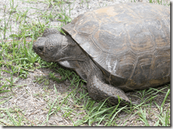 tortoise_lifeinbonitasprings